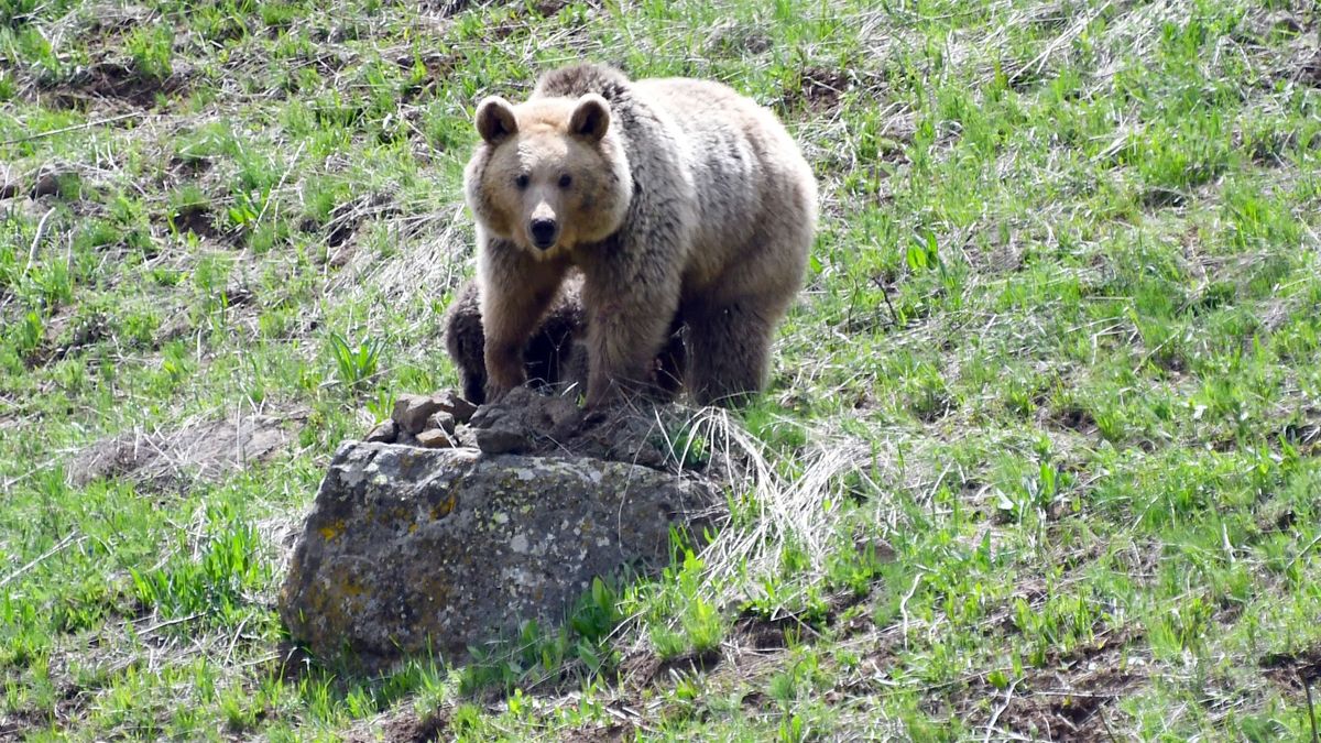 Szétkapott egy házat a medve, kiette a hűtőt – még a patkánymérget is lemeózta