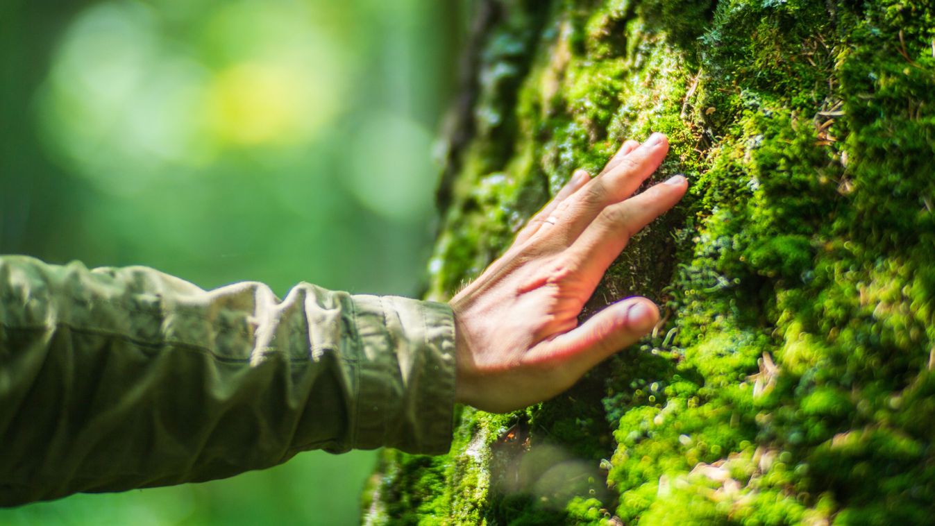 A,Man's,Hand,Touch,The,Tree,Trunk,Close-up.,Bark,Wood.caring