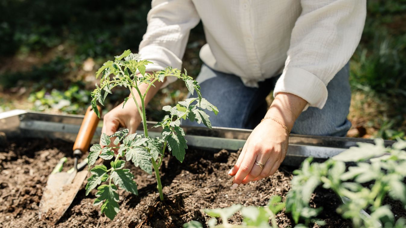 Gardener,Plants,Tomatoes,In,A,Sunny,Garden,Bed