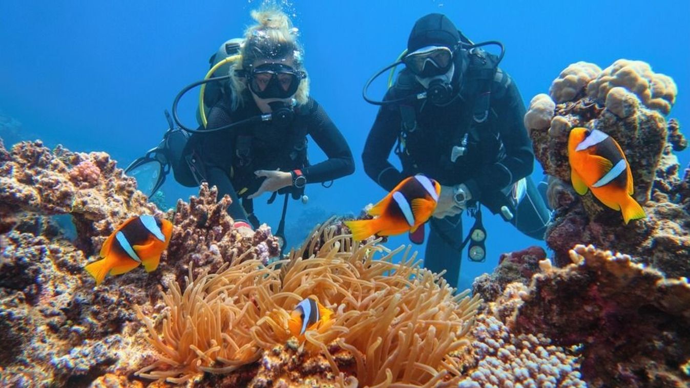 Scuba,Divers,Couple,Near,Beautiful,Coral,Reef,Watching,Sea,Anemone