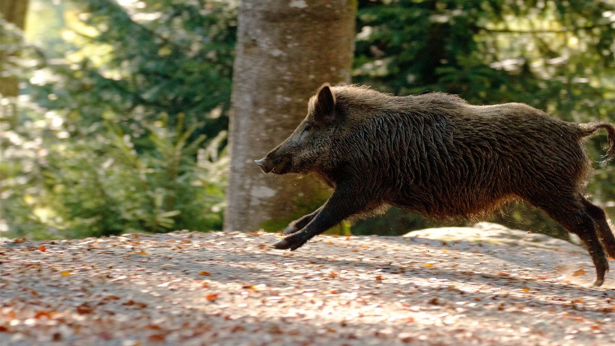 Megszállták Pozsony belvárosát a vaddisznók
