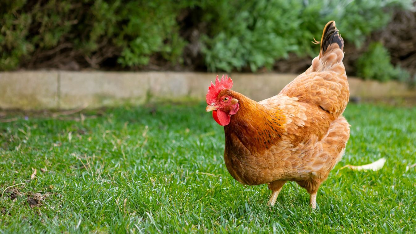 Brown,Chicken,Walking,Around,In,Backyard,Garden,With,Green,Grass