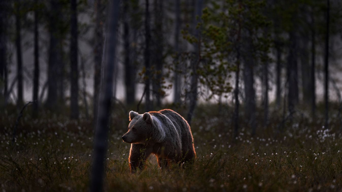 Night,In,Taiga,Bear,Hidden,In,Yellow,Forest.,Autumn,Trees