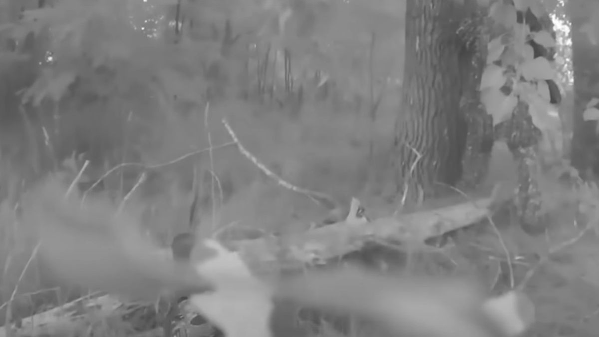 Elképesztő fejkamerás videó: pár perc alatt végzett az orosz egységgel az ukrán elitkommandó