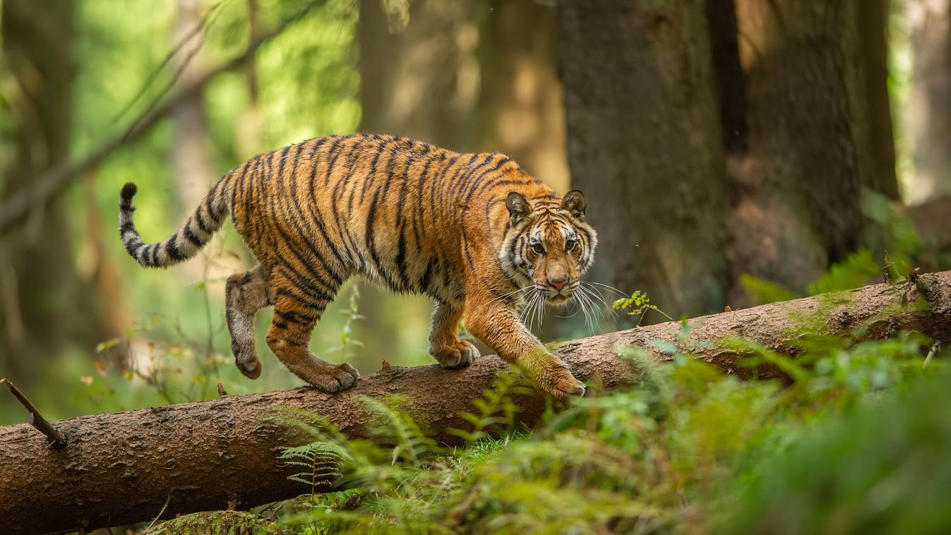 Siberian,Tiger,Walking,On,A,Fallen,Tree,In,Taiga.,Jungle