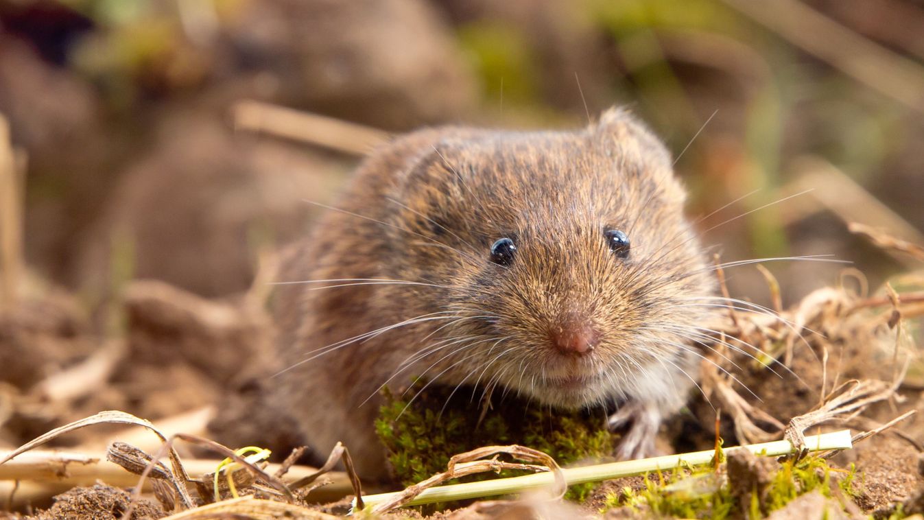 Common,Vole,(microtus,Arvalis),In,It's,Natural,Rural,Open,Habitat