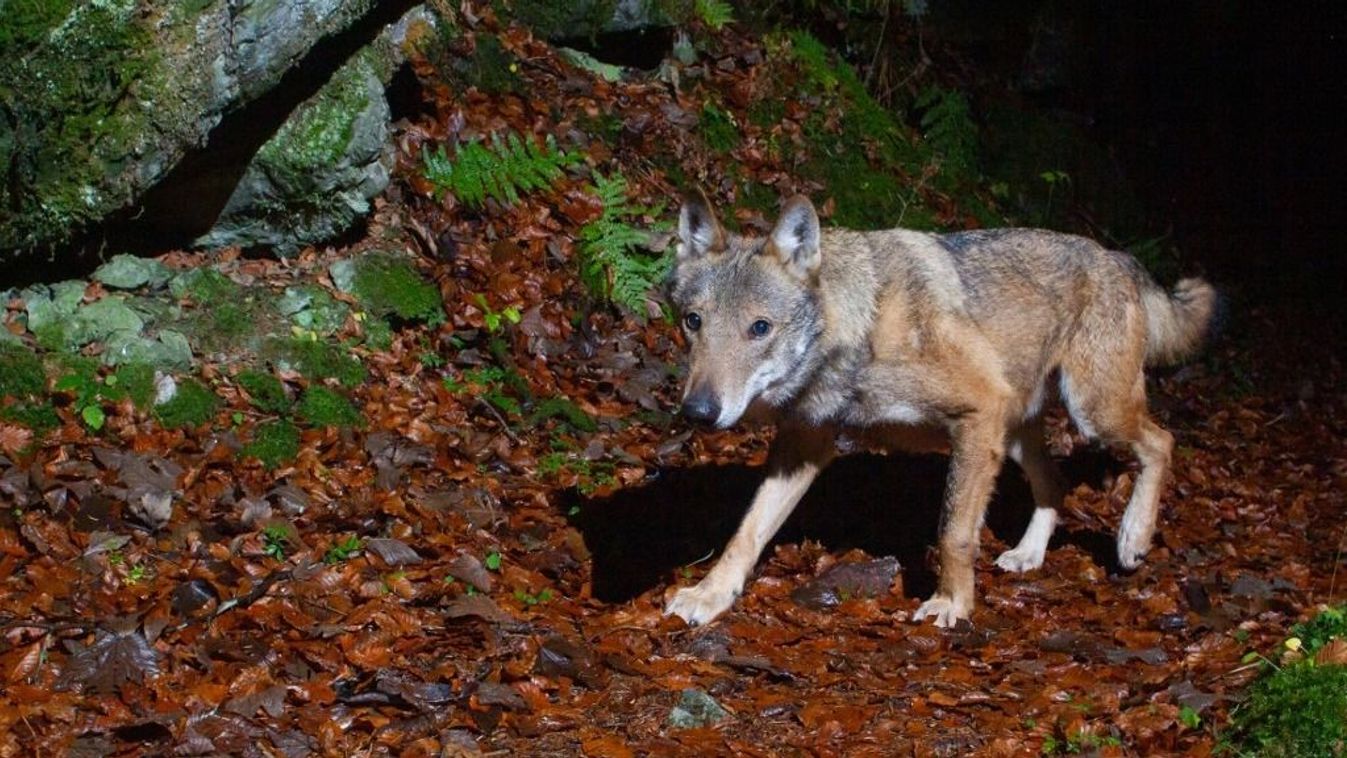 European Wolf (Canis lupus lupus) walking at night on a path with some rocks in the background. Photographed by a DSLR camera trap, Alps, Switzerland