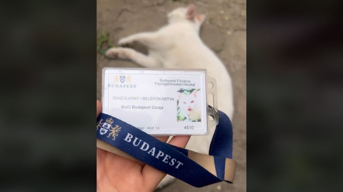 TikTokon mutatta meg Karácsony stábja, milyen hatékonyak: készítettek belépőt egy cicának a Városházára (VIDEÓ)