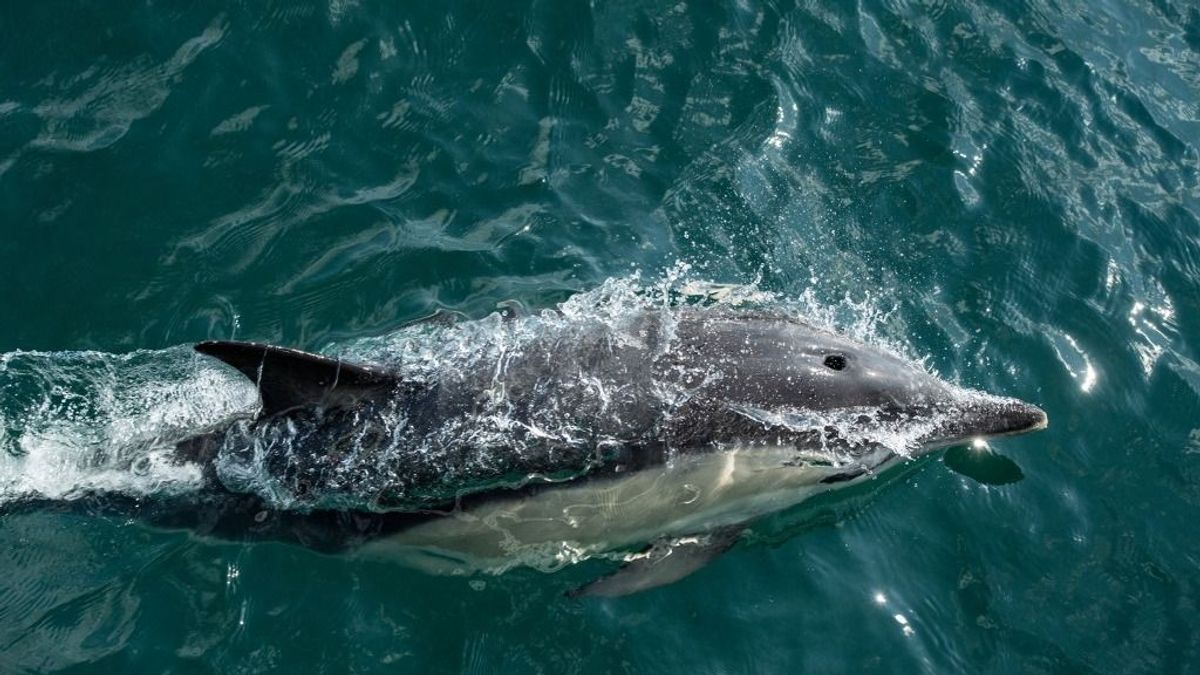 Egy kanos delfin zaklatja az embereket Japán partjainál