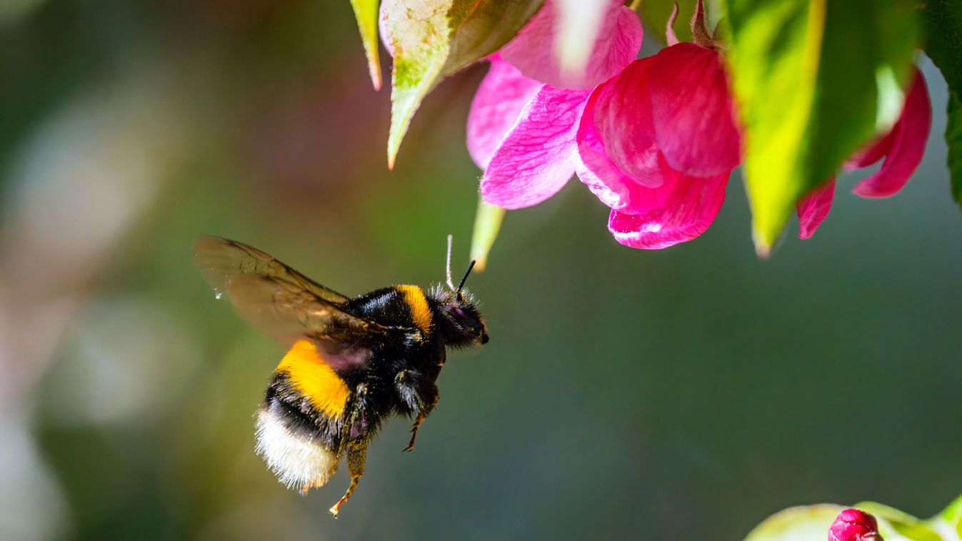 Macro,Of,A,Bumblebee,Flying,To,A,Pink,Apple,Blossom