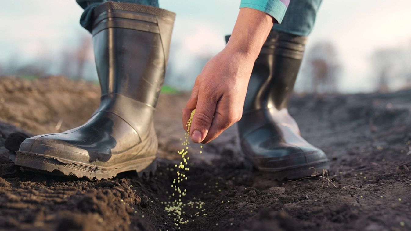 Agriculture.,Farmer,Hands,Planting,Seeds.,Business,Plant,Agriculture,Concept.,Farmer