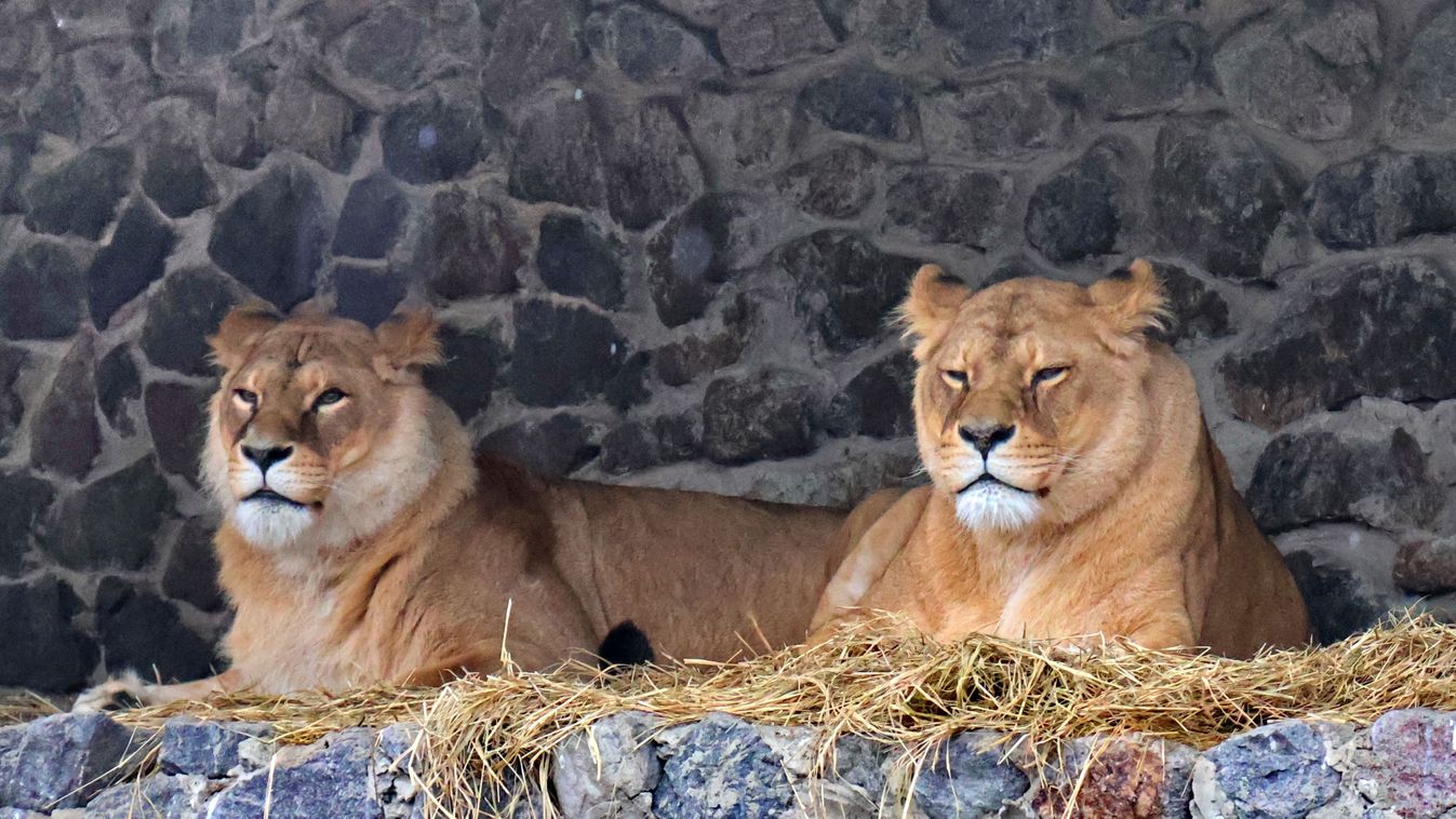 Kyiv Zoo in winter