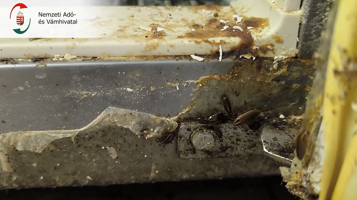 Vígan szaladgáló bogarak, döglött rágcsálók a hűtő alatt – lecsapott a NAV a horrorétteremre (VIDEÓ)