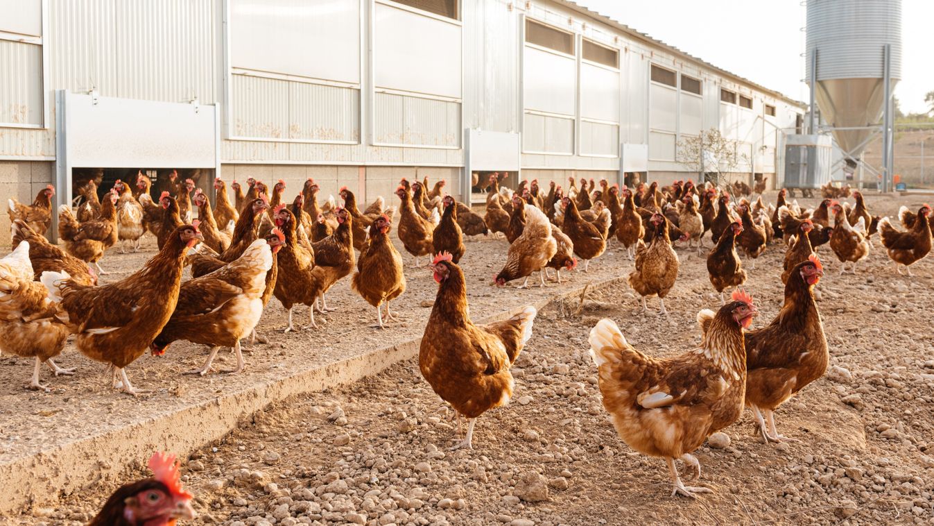 Brood,Of,Free,Range,Hen,And,Roosters,Walking,Freely,Near