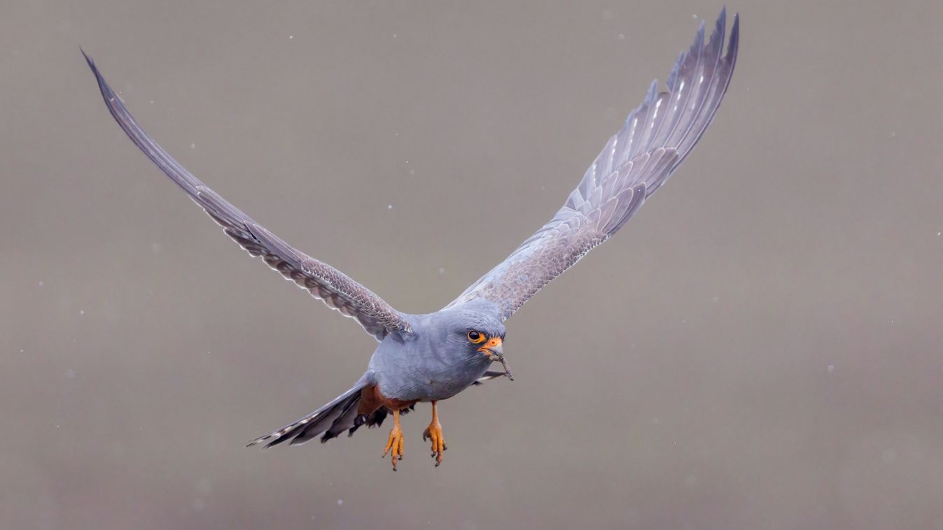 Red-footed Falcon (Falco vespertinus), front view of a 2nd cy male in flight, Campania, Italy