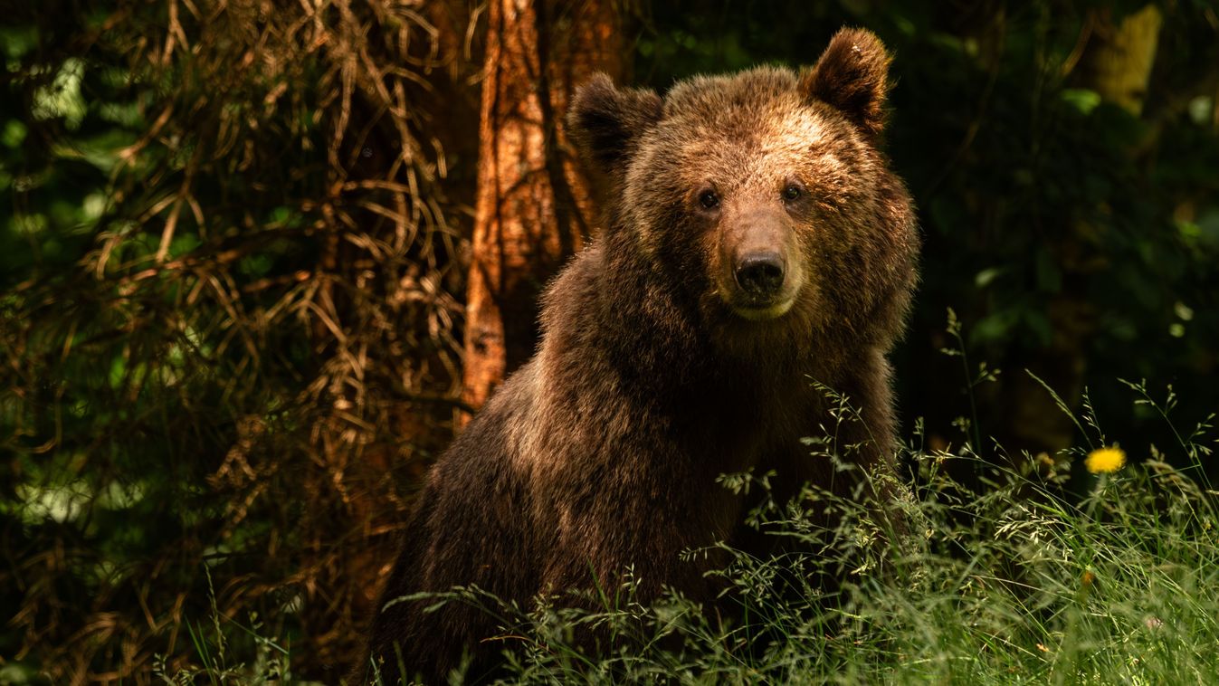 Beautiful,Brown,Bear,-,Ursus,Arctos,With,Her,Cubs,Seen