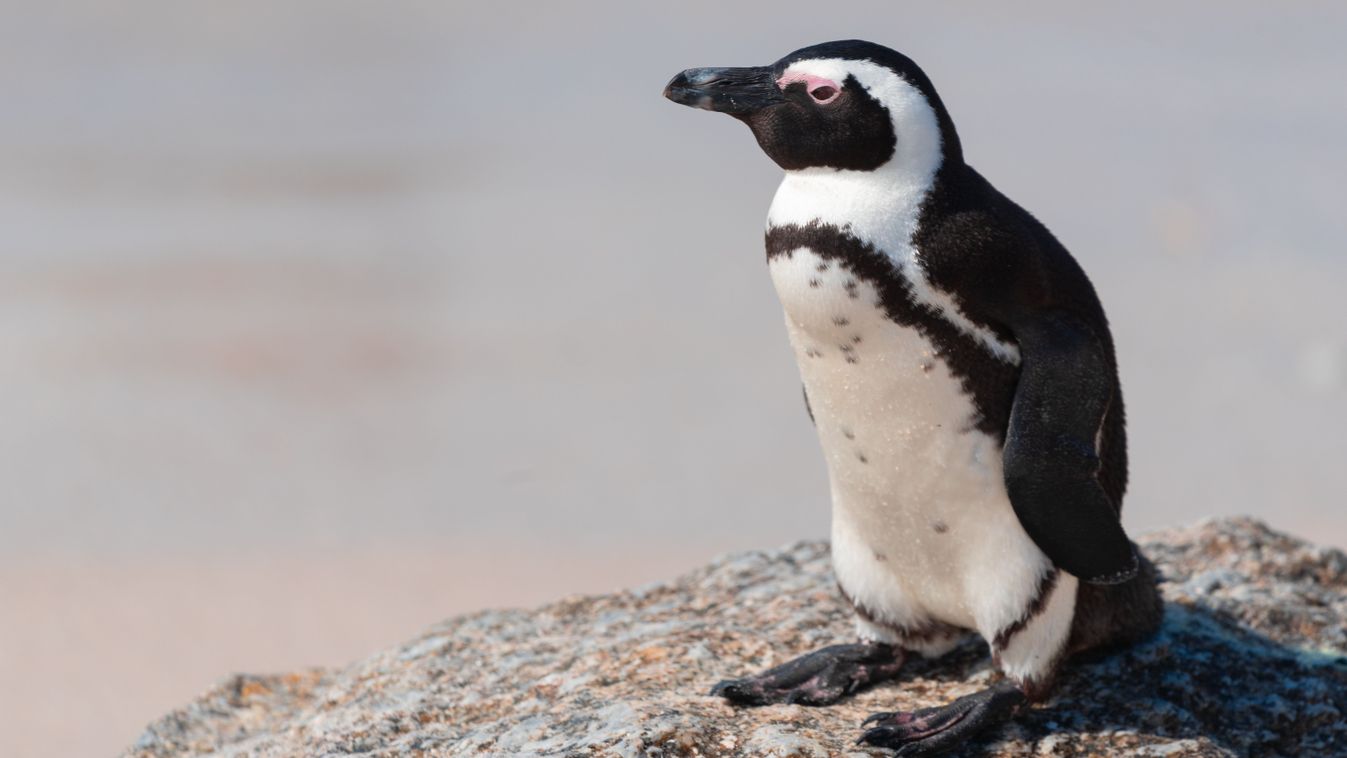 An,African,Penguin,,Spheniscus,Demersus,,At,Boulders,Beach,In,South