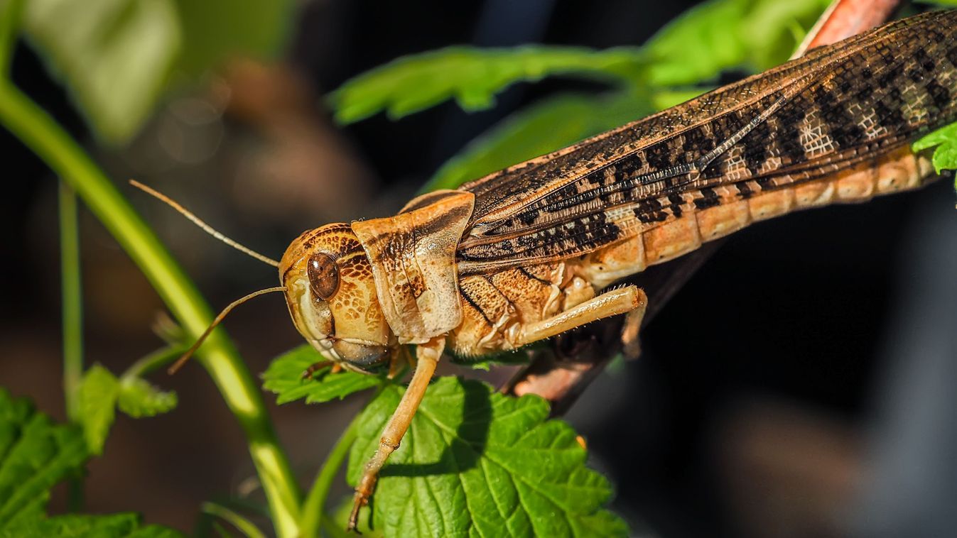 Grasshopper,Species,Oedipoda,Germanica,On,Green,Leaf