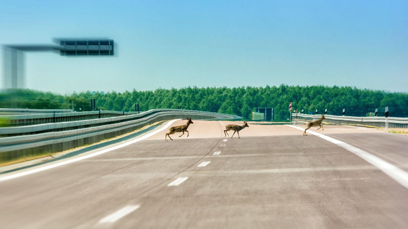 Deer,Run,Over,An,Empty,Highway