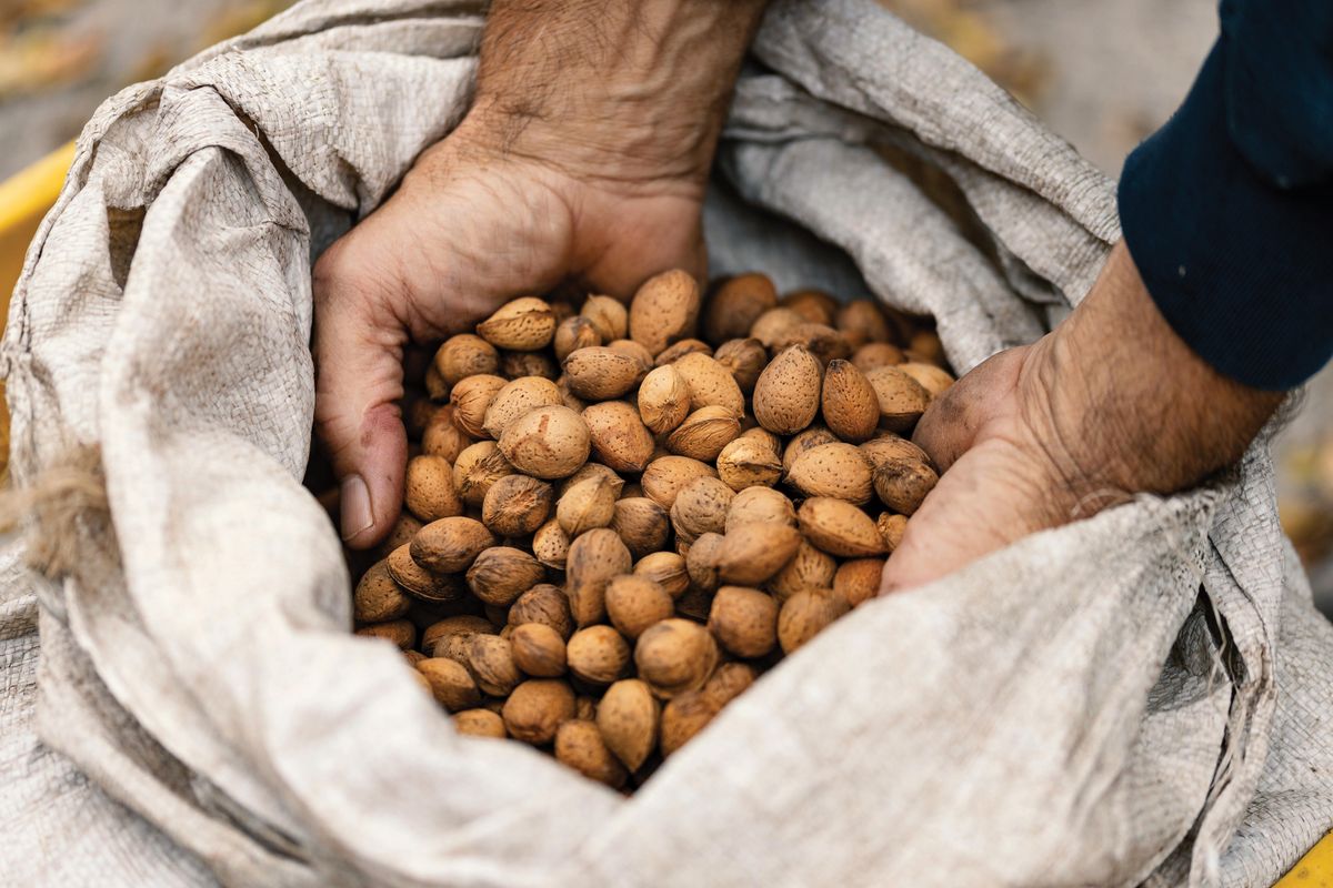 A,Person's,Hand,Picking,Up,Almonds,From,A,Bag.,Concept