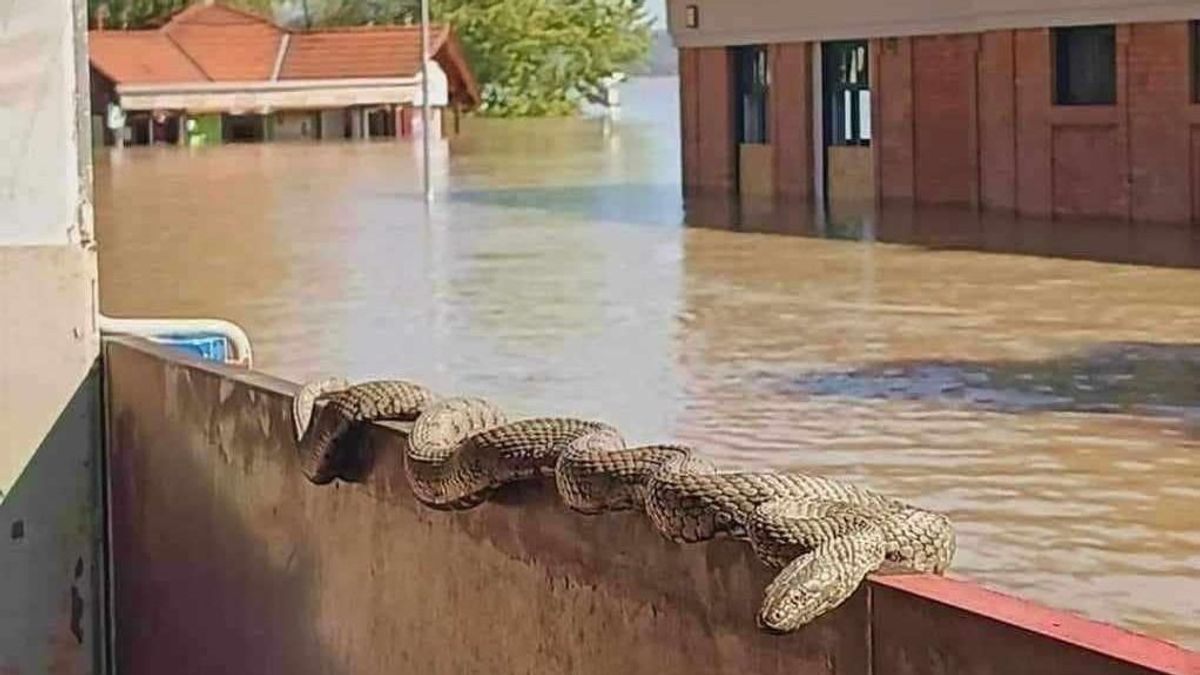 Újabb részletek derültek ki a termetes kígyóról, ami Nagymarosnál a gáton napozott