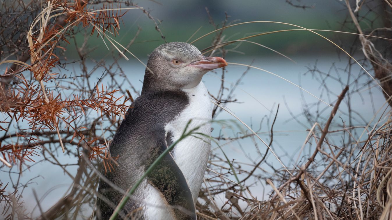 Catlins Wildlife, New Zealand