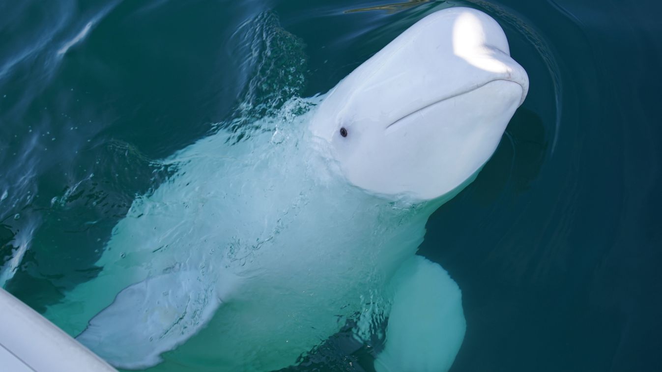 Beluga,Whale,Hvaldimir,In,Northern,Norway