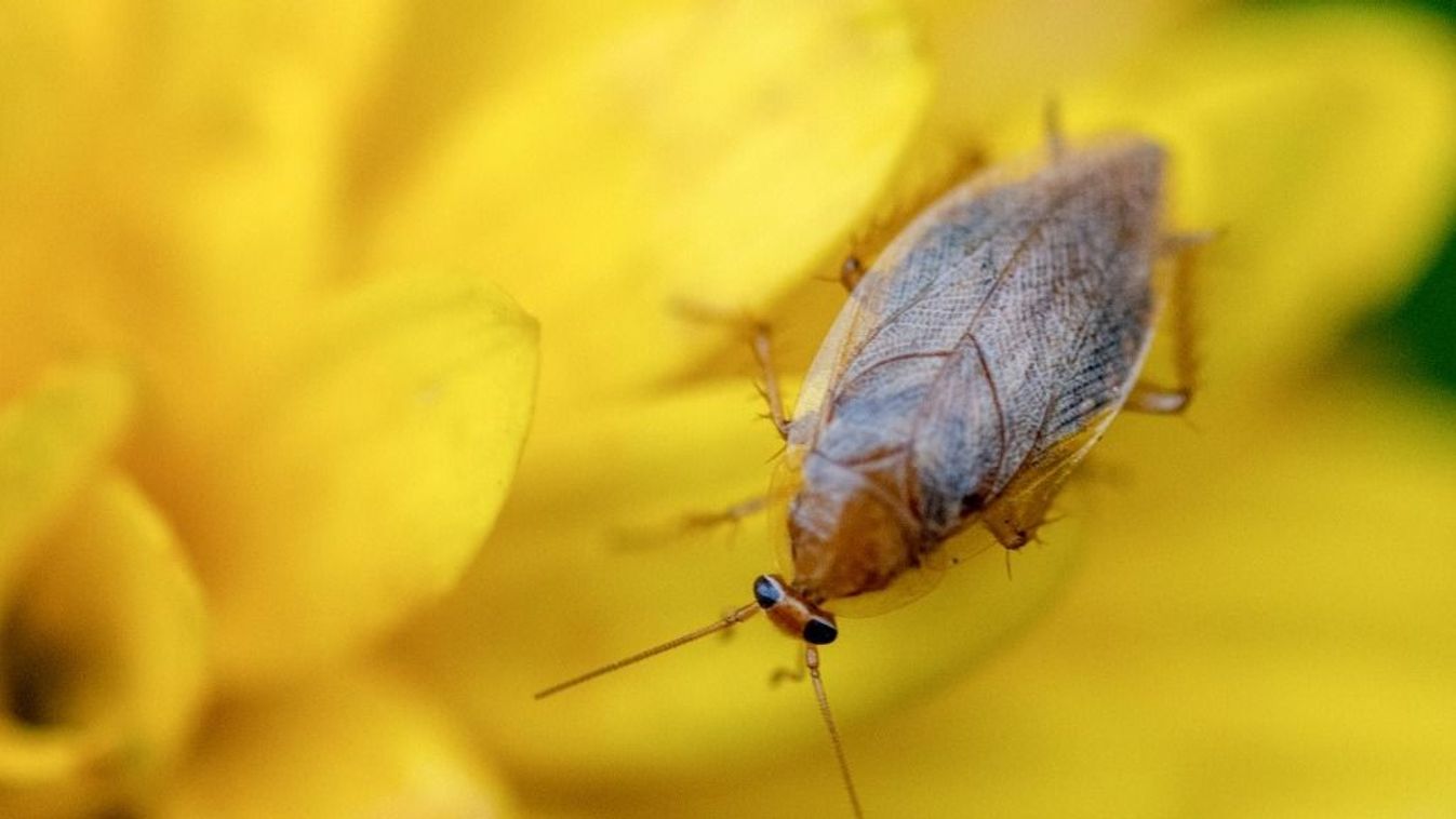 Amber cockroach in Freiburg