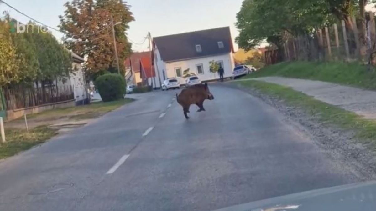 Így rohangált fényes nappal Baján egy megriadt vaddisznó (VIDEÓ)