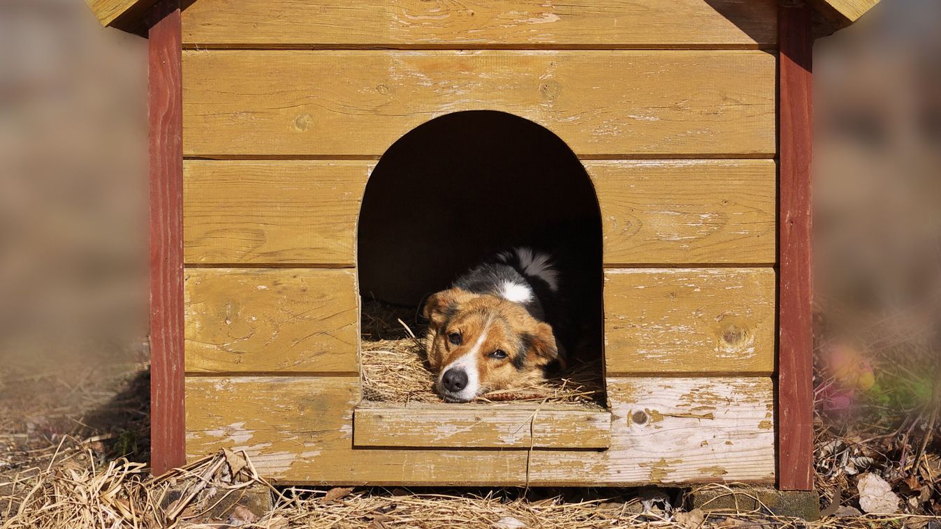 Mixed,Breed,Dog,Watching,Out,Of,His,Kennel,,Guards,Yard