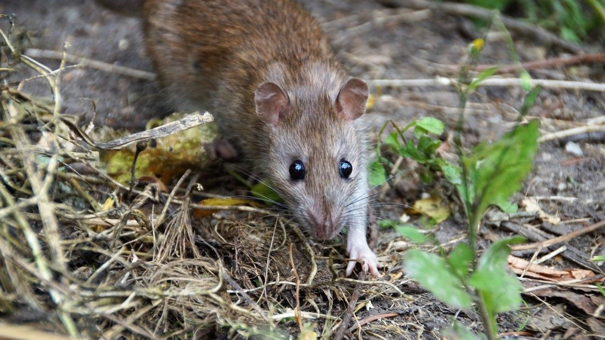 Döbbenetes adatok: vége a patkánymentes időszaknak Budapesten