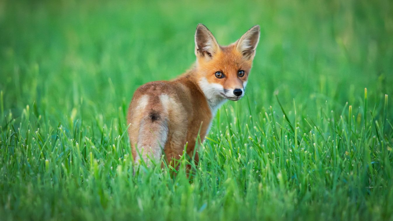 Small,Fox,In,The,Grass,,Eastern,Poland