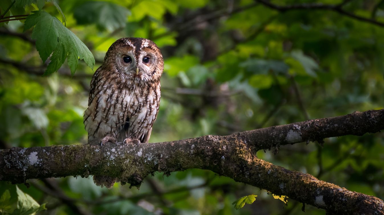 Tawny,Owl,In,Daylight,Sat,On,Branch,With,Blurred,Green