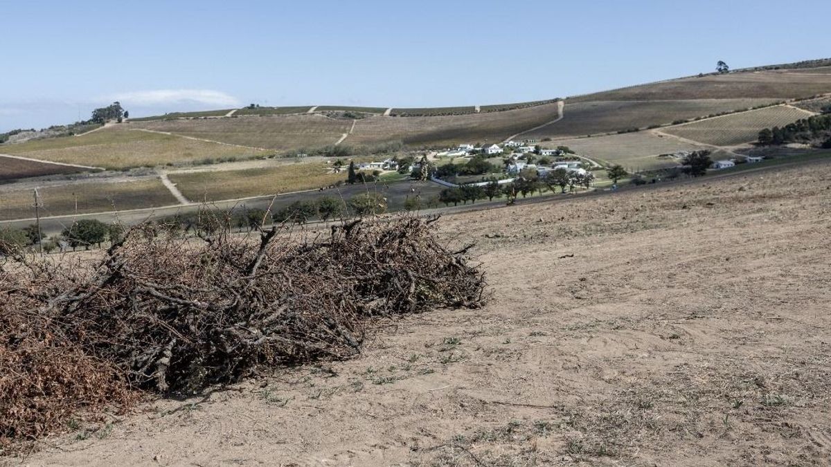 Farmerek lőttek le két nőt Dél-Afrikában, majd a vádirat szerint a holttestüket disznókkal etették meg
