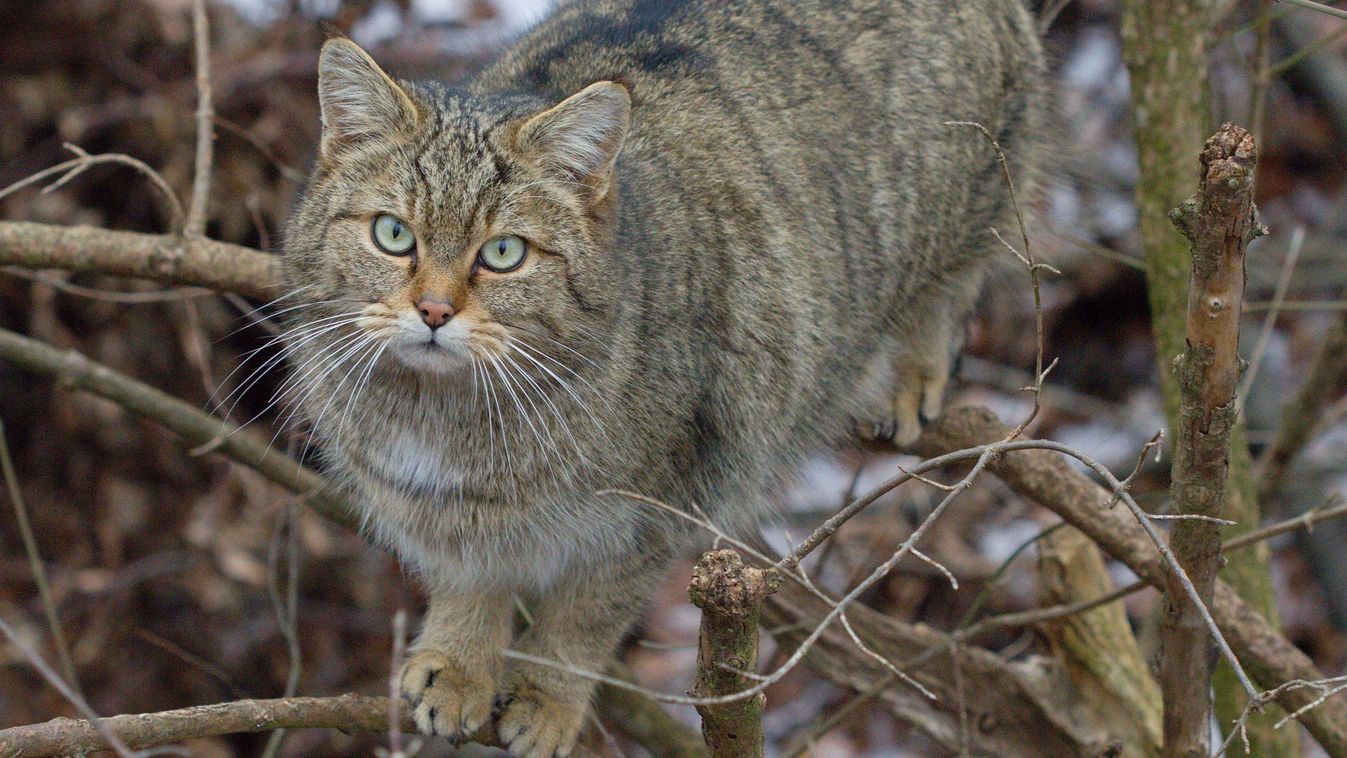 The,European,Wildcat,(felis,Silvestris),In,A,Winter,Natural,Habitat