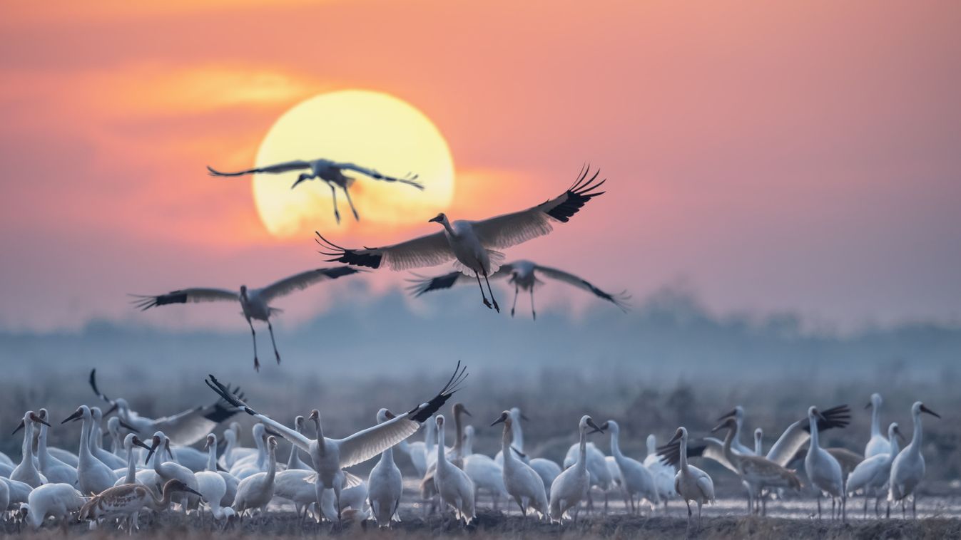 Beautiful,Migratory,Bird,Scenes,,A,Flock,Of,The,Siberian,White