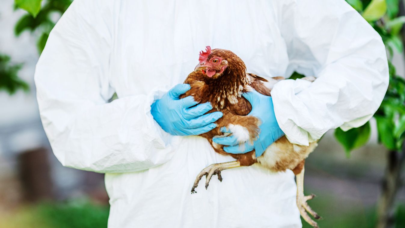 Vet,Doctor,Examining,Chicken.,Vet,Concept