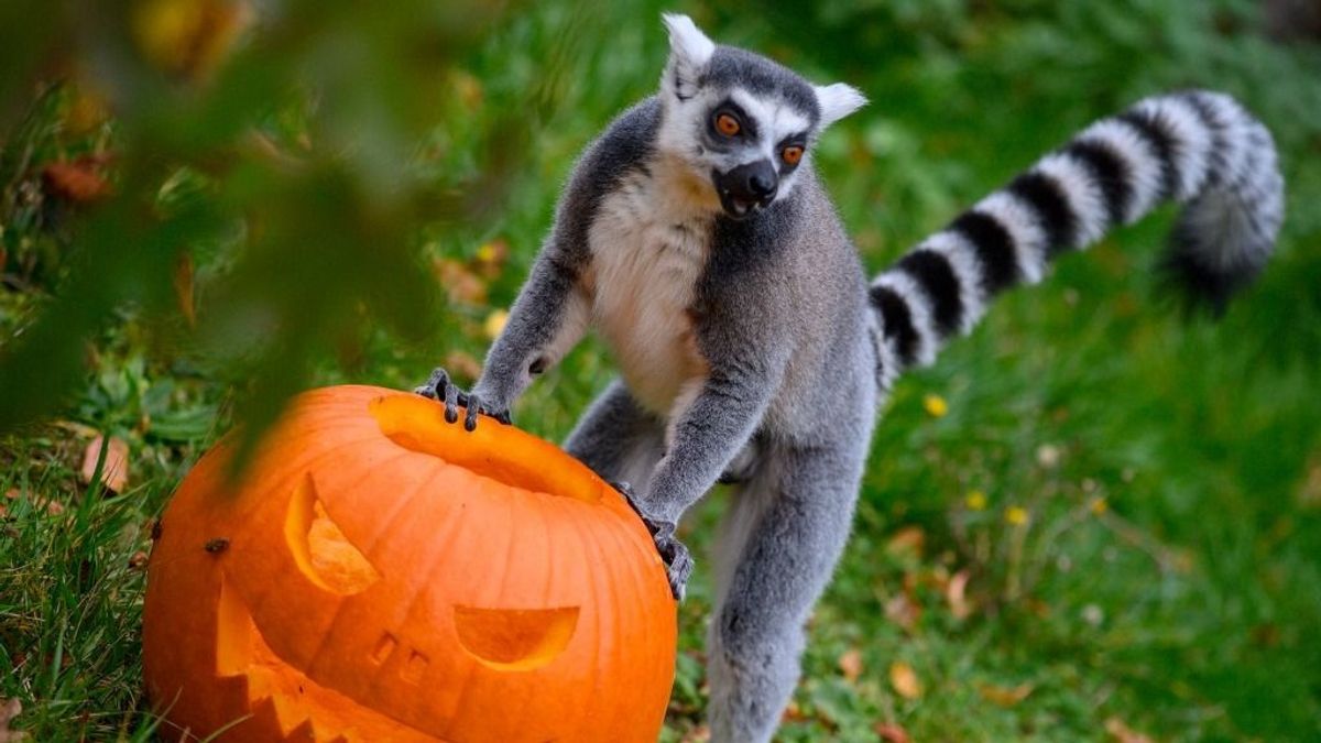 Halloween. Gyakorló sátánizmus, vagy csak egy újabb amerikai gagyi őrültség, amit gondolkodás nélkül lemásolunk?