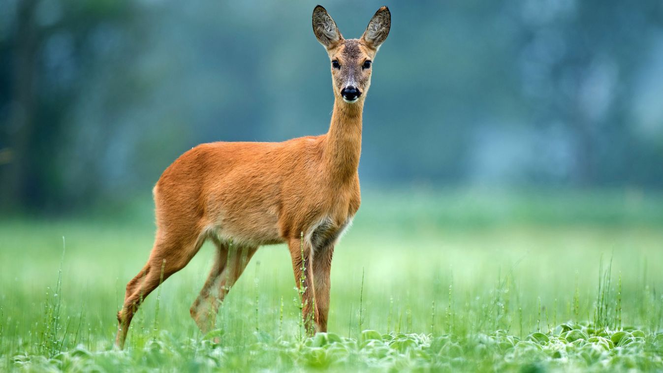 Roe,Deer,Standing,In,A,Field