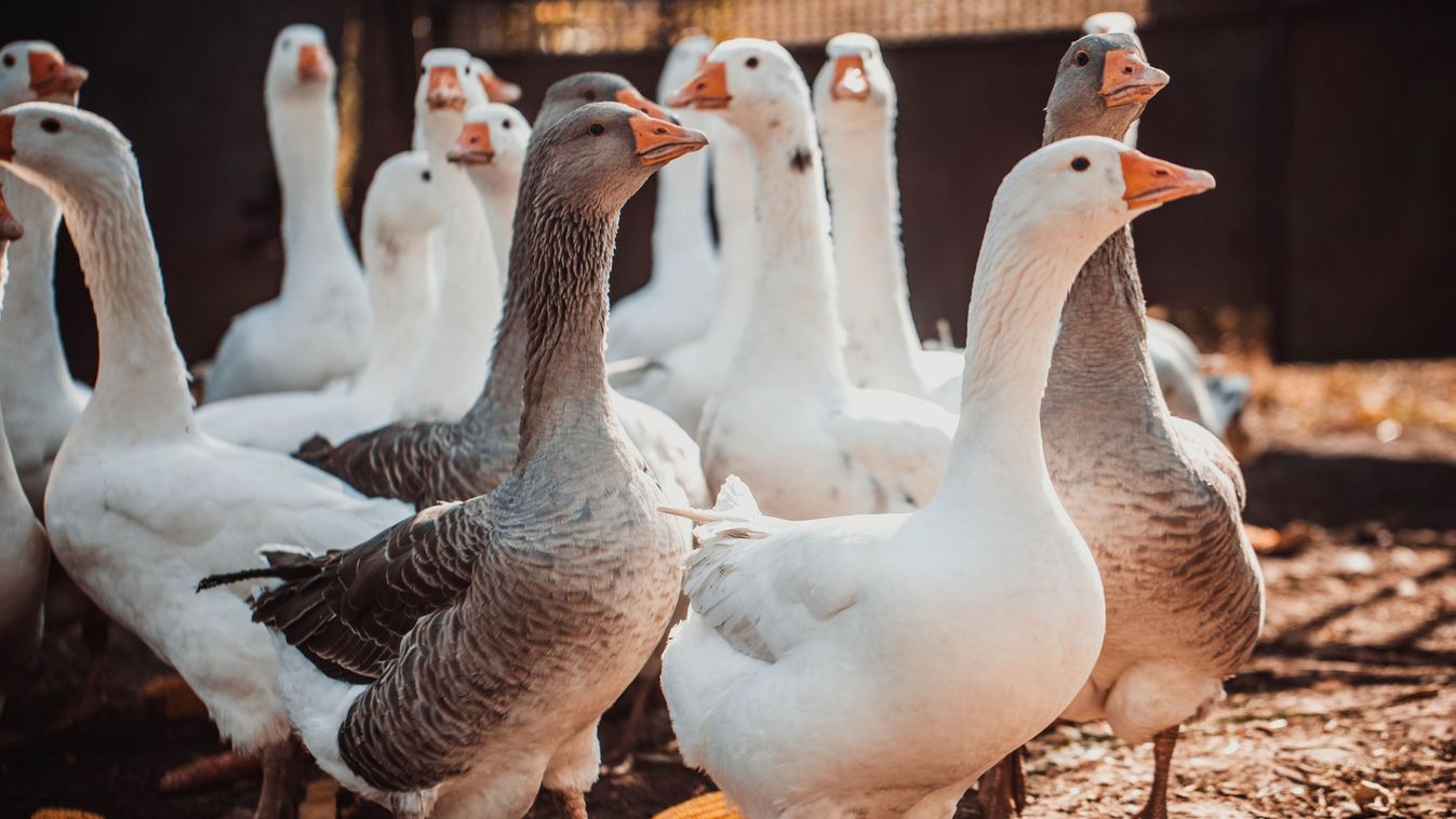 Geese,In,A,Country,Yard.,Free,Range,Poultry,Farming