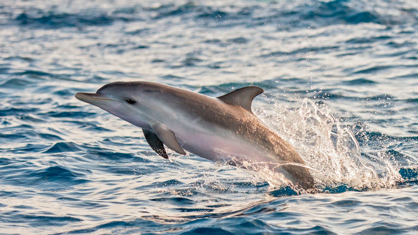 Atlantic spotted dolphin (Stenella frontalis). Juvenile jumping on the surface. Tenerife, Canary Islands. (Photo by Sergio Hanquet / 