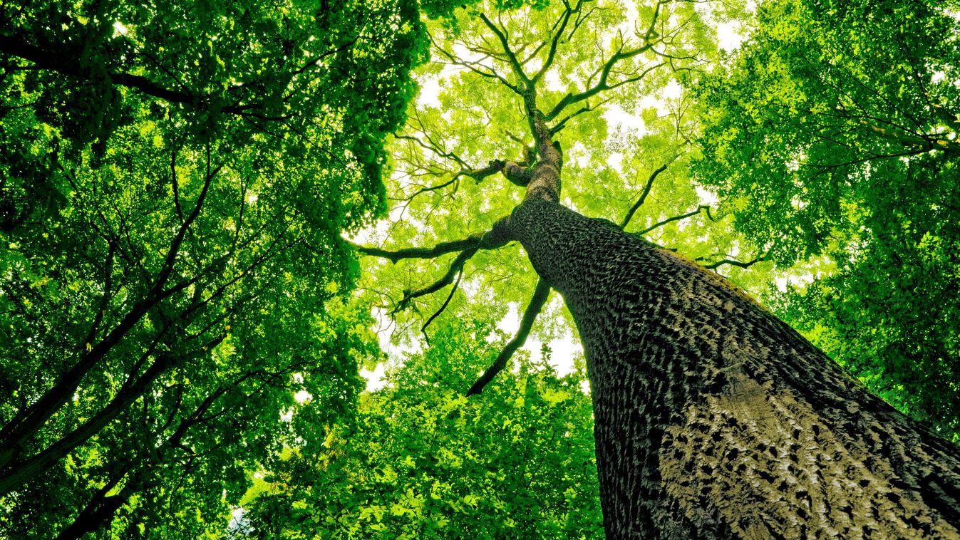 Forest,Trees.,Nature,Green,Wood,Sunlight,Backgrounds.