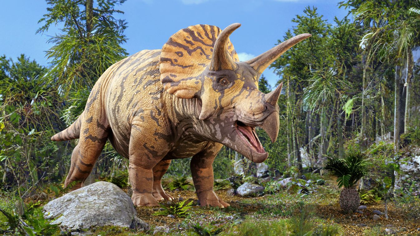 Triceratops dinosaur, illustration