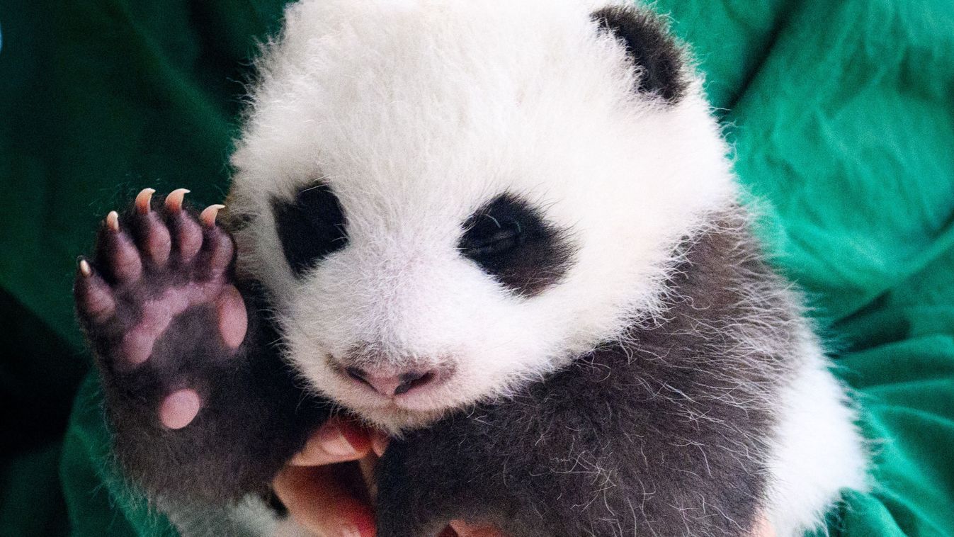 Panda offspring at Zoo Berlin