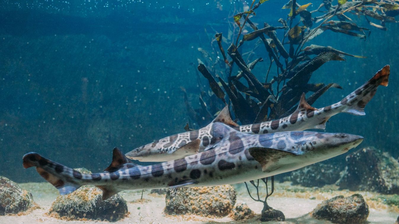 Leopard,Sharks,(triakis,Semifasciata),At,The,Bottom,Of,The,Sea.