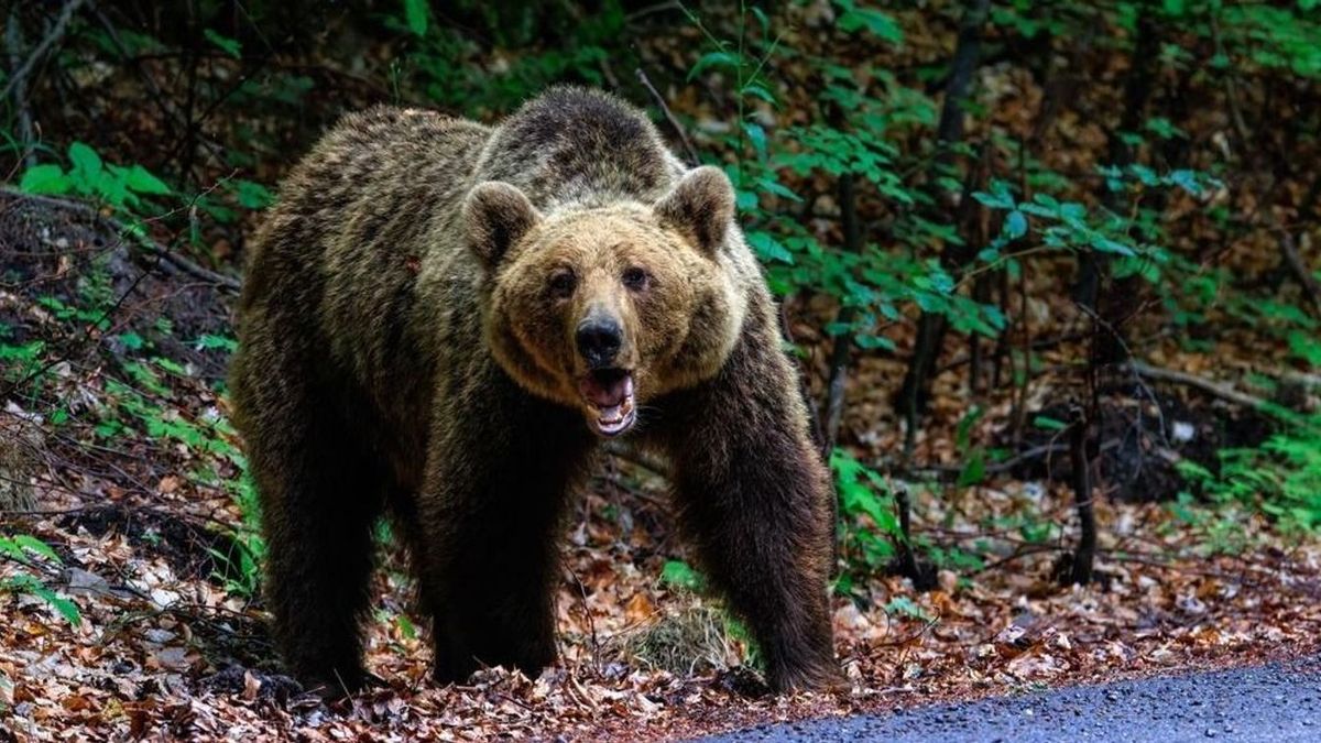 Amerikában nem mindenki tudja: a medve nem játék – medvehúst ettek, bele is betegedtek