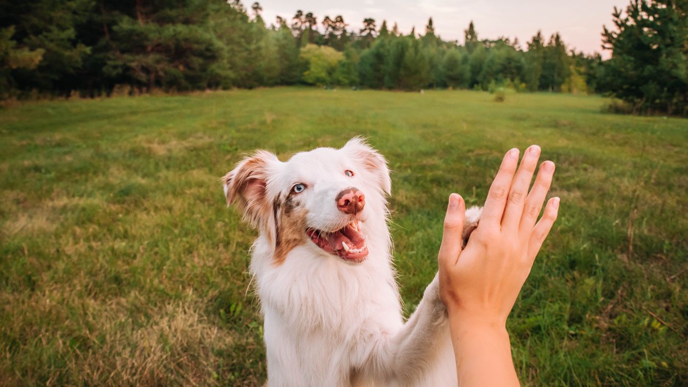 Beautiful,Aussie,Dog,And,A,Man's,Hand.,High,Five,Give