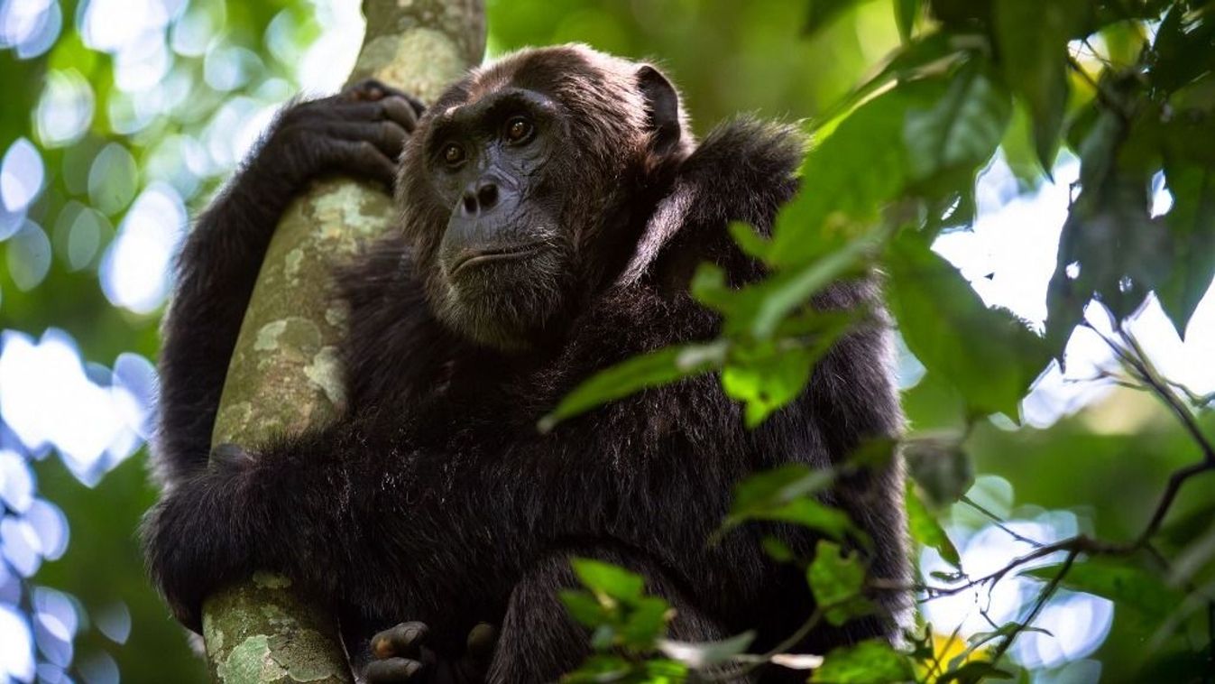 Bugondo forest chimpanzee grabing onto a tree branch