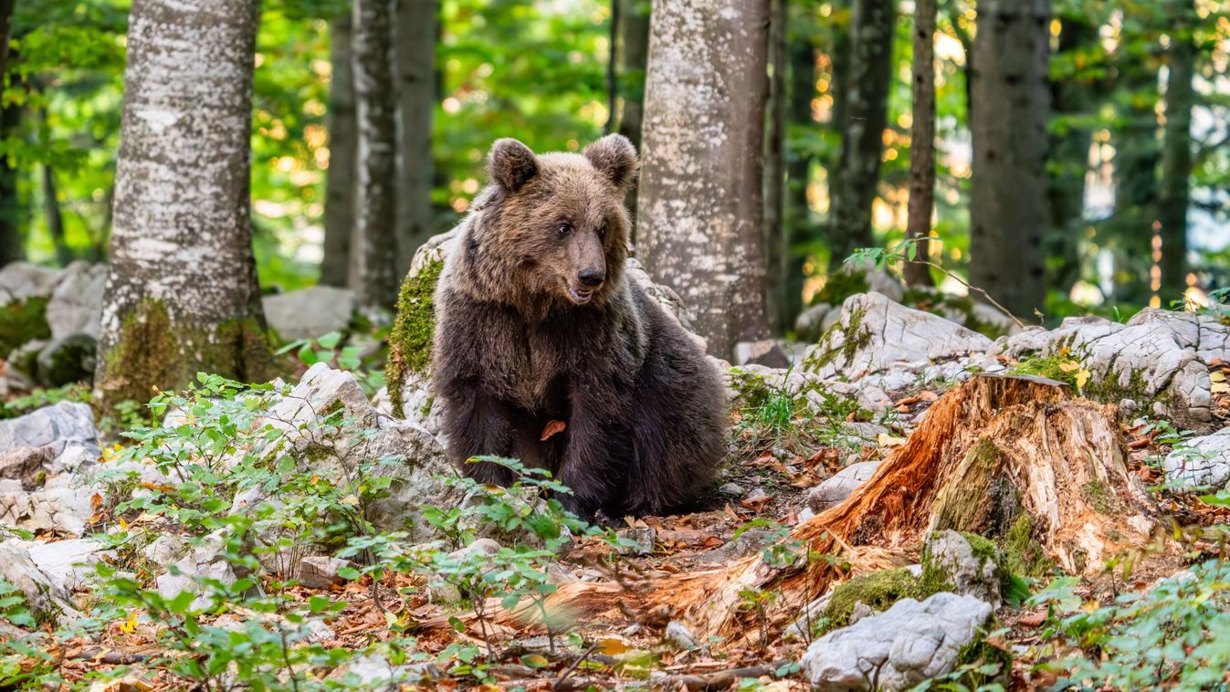 Wild,Brown,Bear,(ursus,Arctos),.,Natural,Habitat.,Slovakia