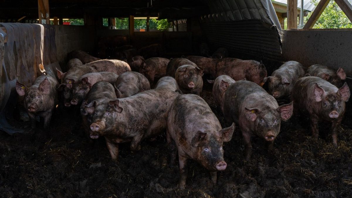 Megjelent a pestis Ukrajnában